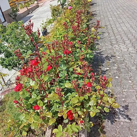 Quinta Pedreira Dos Anjos Pensjonat Provesende