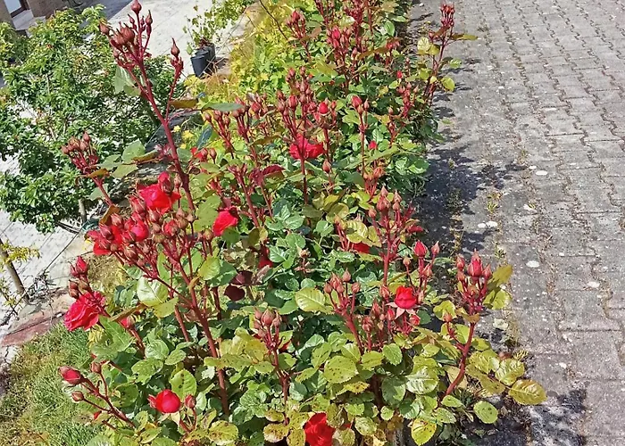 Quinta Pedreira Dos Anjos 招待所 Provesende